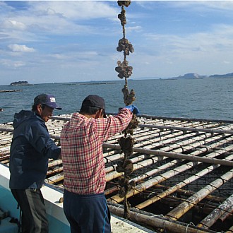 ★創業祭2025★生食用 殻付牡蠣「スマートオイスターフレッシュ」2袋セット(Mサイズ)