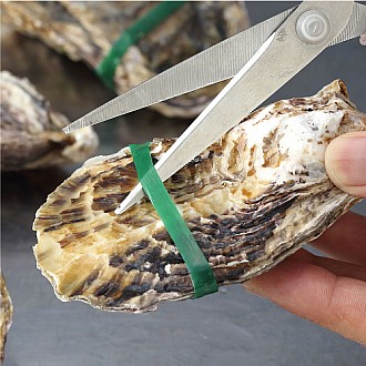 ★創業祭2025★生食用 殻付牡蠣「スマートオイスターフレッシュ」3袋セット(Mサイズ)